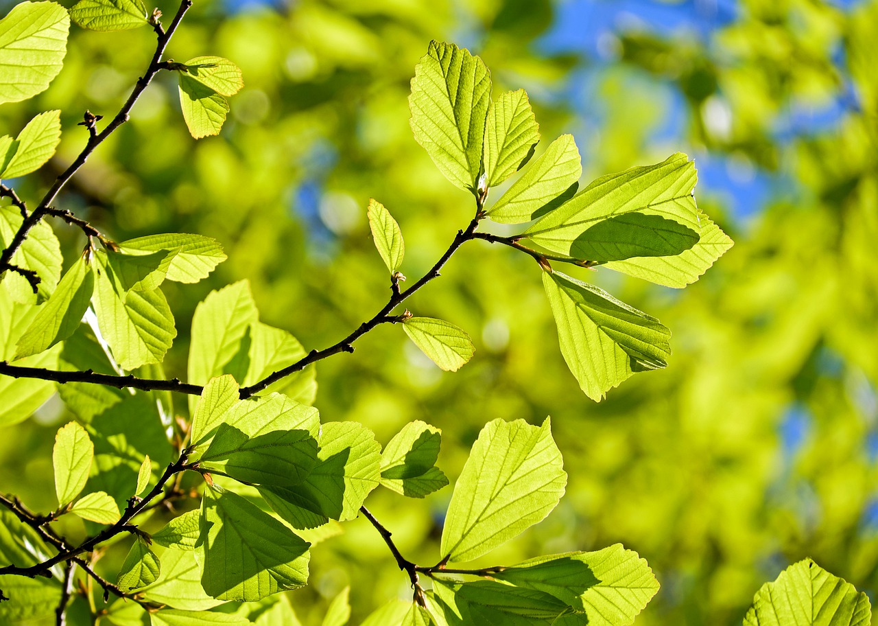 oak, tree, deciduous tree-3064187.jpg